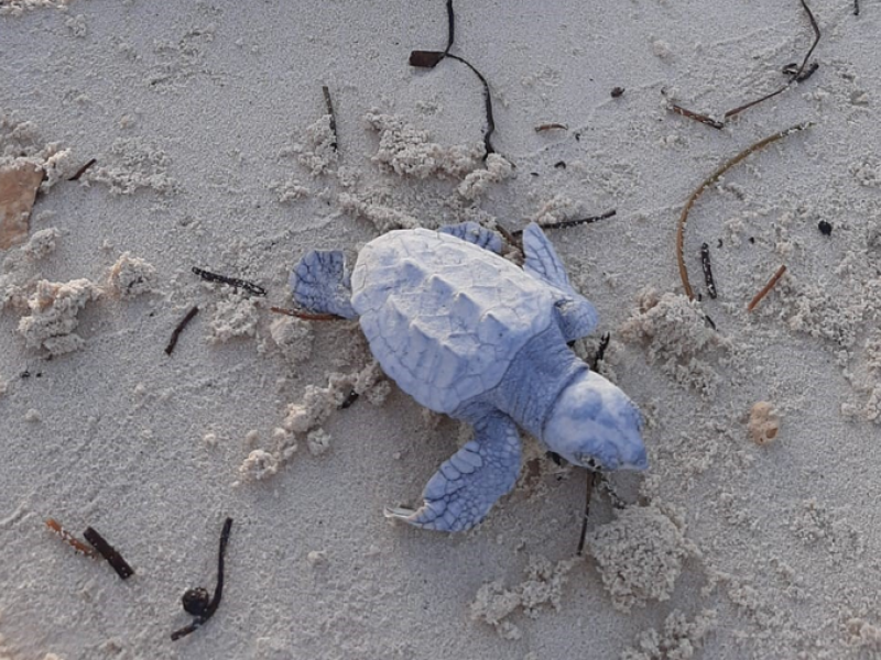 MSC Marine Reserve verwelkomt honderden baby zeeschildpadden