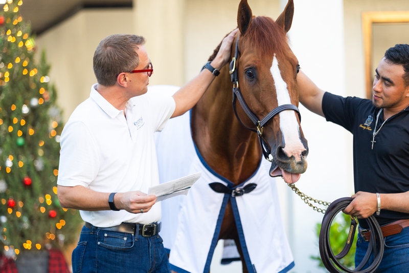 Windstar maakt zijn debuut in de paardensport met show-jumpende paard		