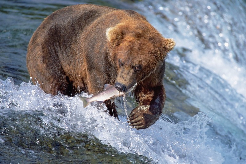 Princess Cruises Breidt Alaska National Parks Cruisetours uit		