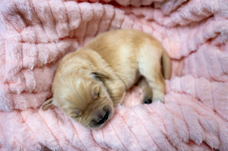 Royal Caribbean introduceert nieuwe Chief Dog Officer, Sailor		