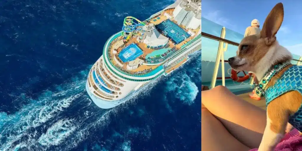 Teacup-chihuahua wordt onverwachte ster aan boord van Royal Caribbean-cruise