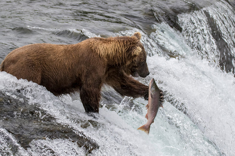 Azamara_introduceert_landprogrammas_voor_Alaska_en_WestCanada_in__