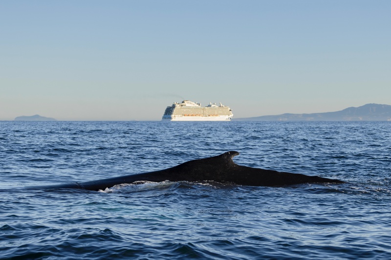 Blue Whales, Blue Skies: cruisevaart uitgenodigd om mee te strijden tegen walvisaanvaringen