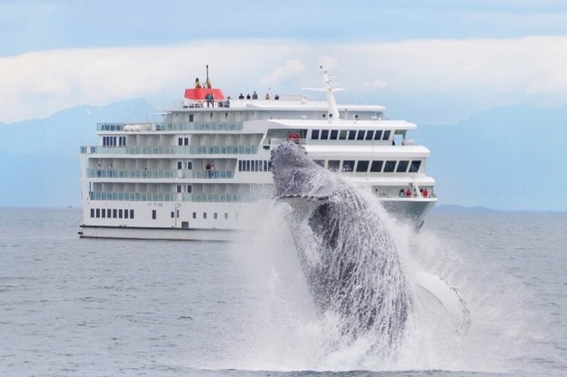 American_Cruise_Lines_plant_nieuwe_steiger_in_Wrangell
